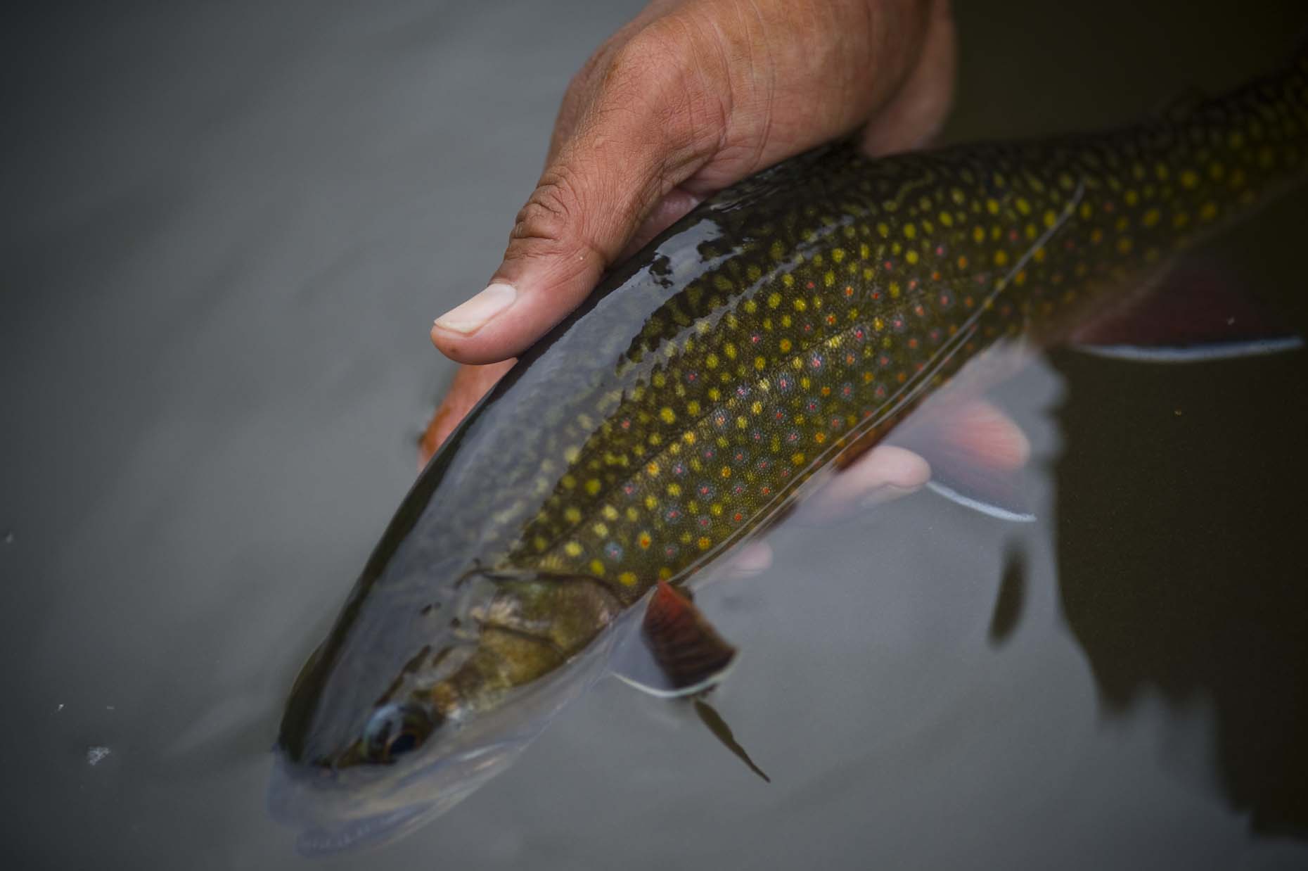 20100610ECB_Flyfishing00716.JPG
