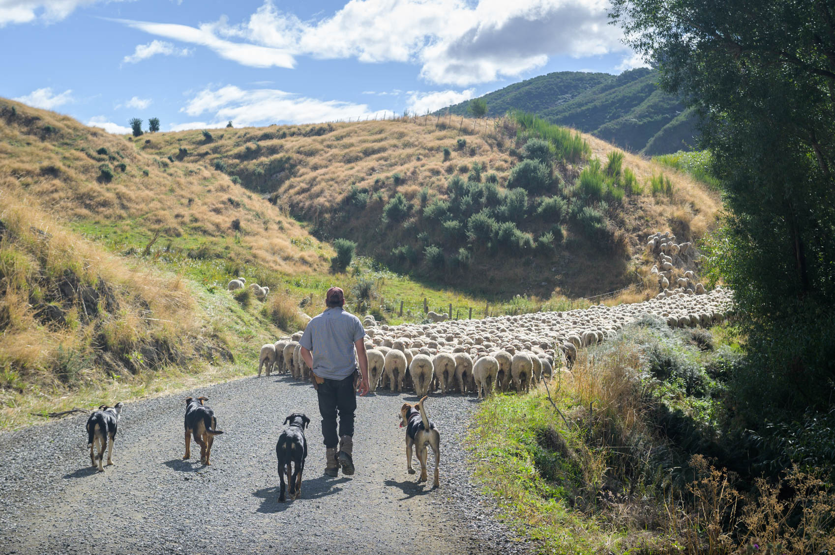 20190227_NZ_2259