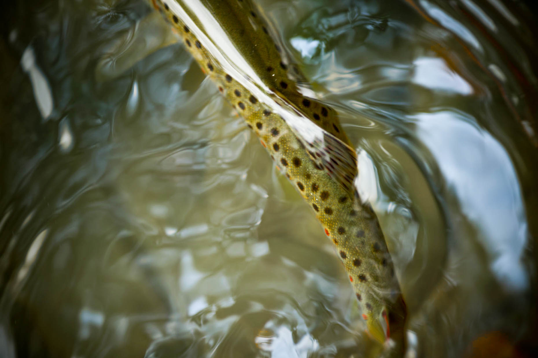 flyfish_climate_browntrout
